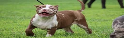 American Bully dogs for sale: Polaris - Ad 11