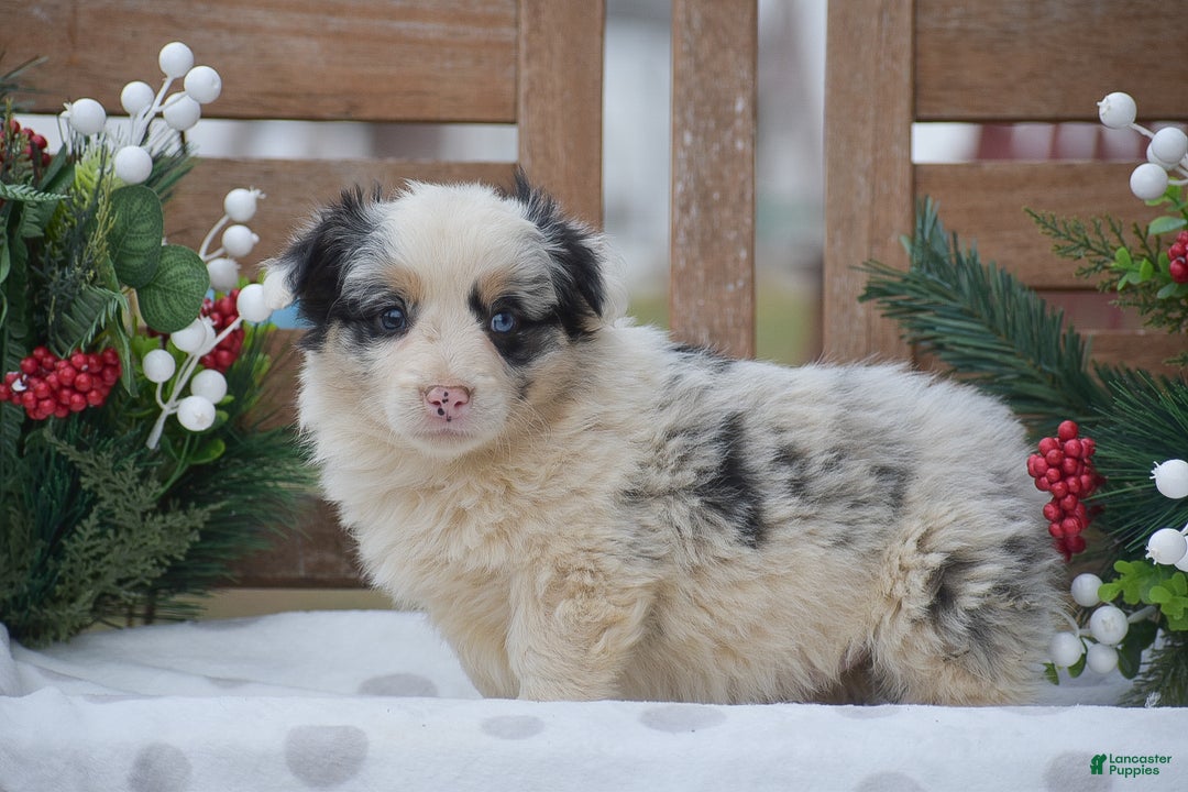 Welsh Corgi Pembroke dogs for sale: Maffin - Ad 1