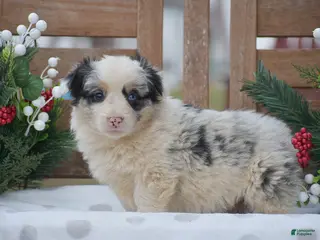 Welsh Corgi Pembroke dogs Maffin - Ad 39