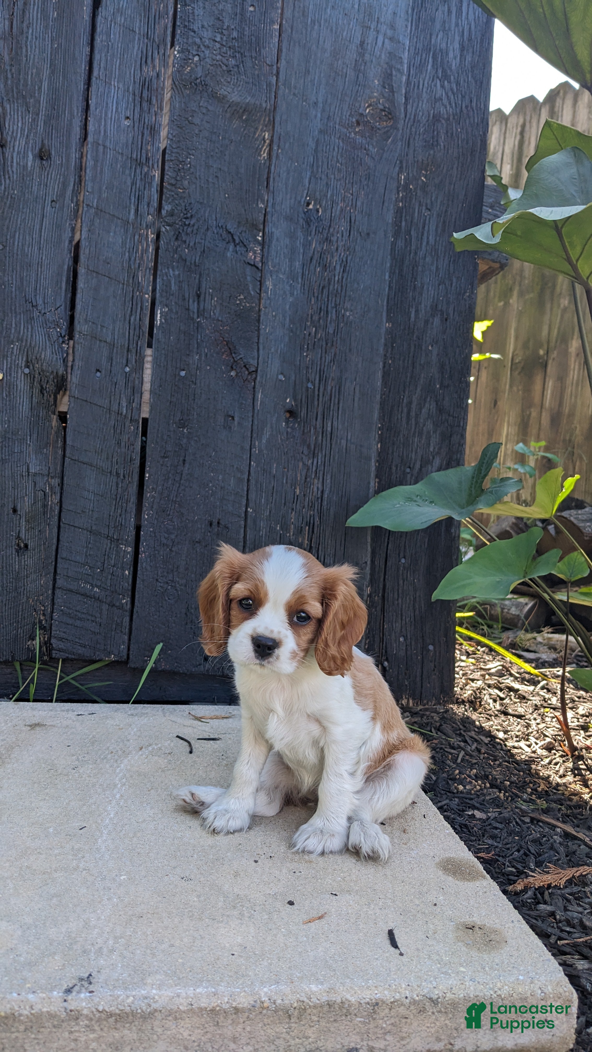 Cavalier King Charles Spaniel dogs Peaches - Ad 2
