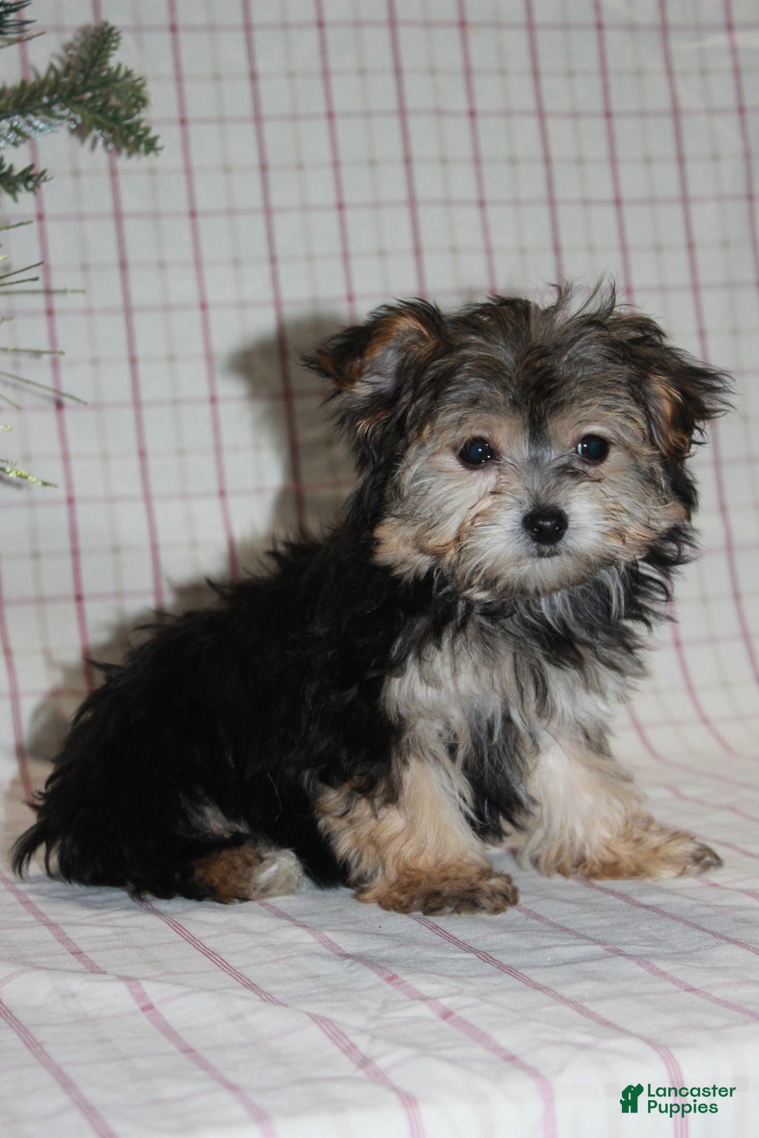 Yochon dogs for sale: Poppy - Ad 2