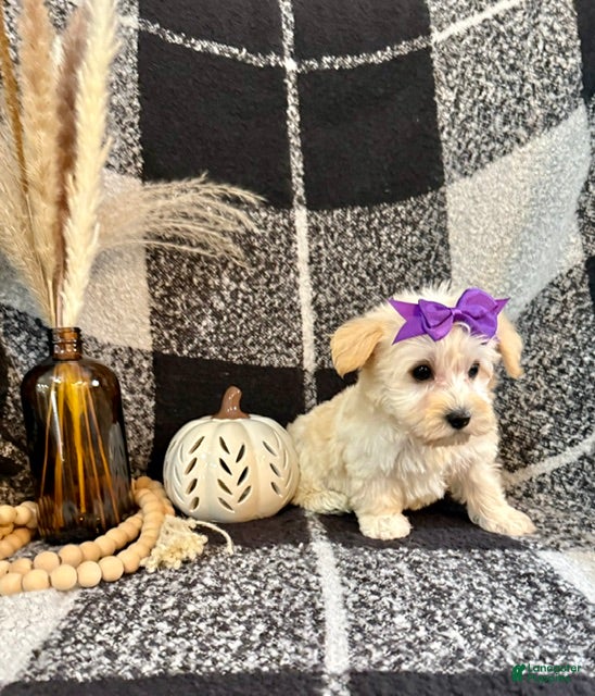Schnoodle dogs Lexi - Ad 2