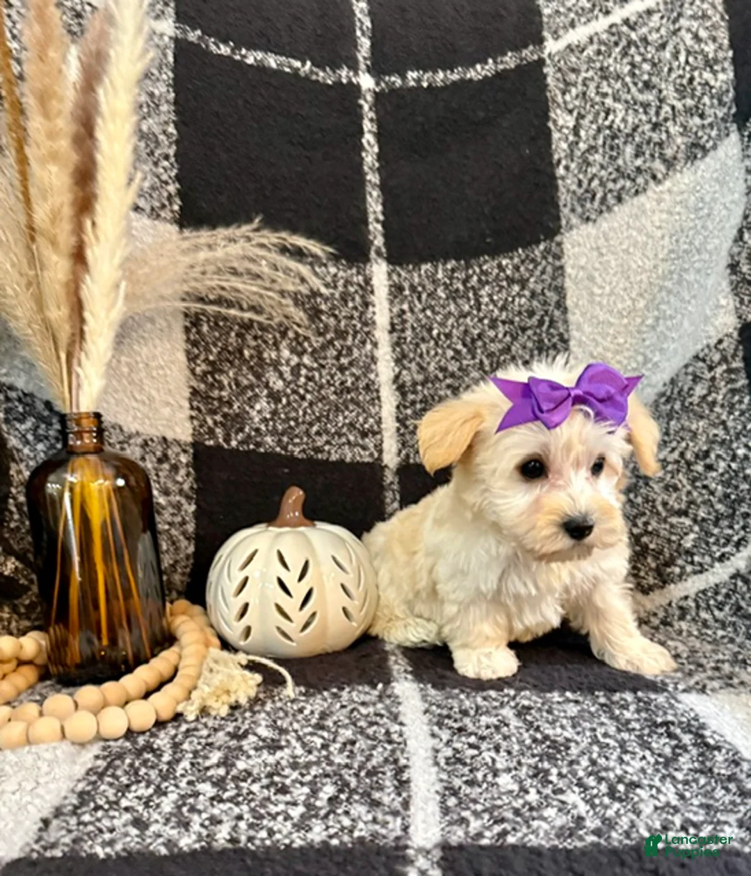Schnoodle dogs for sale: Lexi - Ad 2