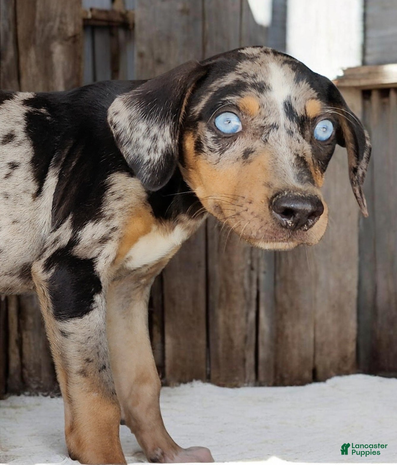 Catahoula Leopard Dog dogs Jesse 2026 F1 - Ad 14