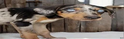 Catahoula Leopard Dog dogs for sale: Jesse 2026 F1 - Ad 1