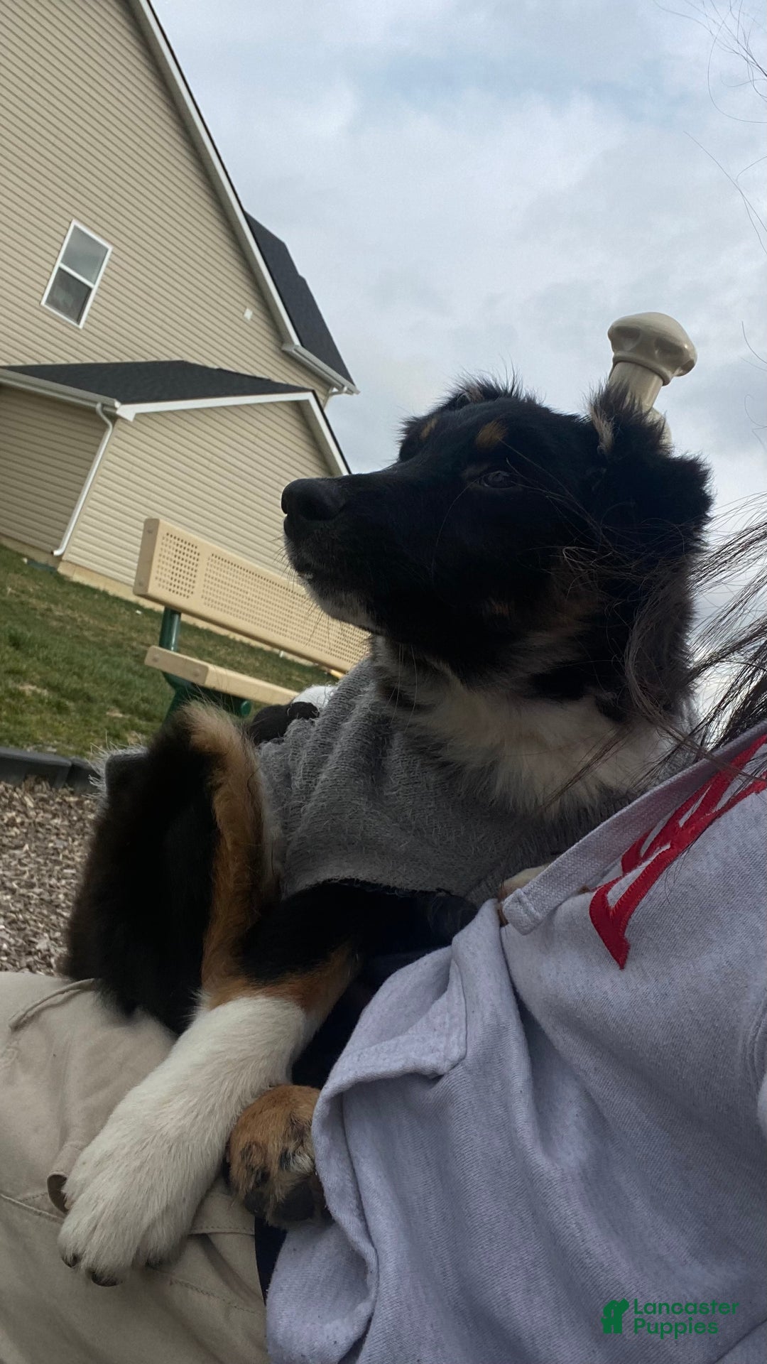 Australian Shepherd dogs for sale: Apollo - Ad 3