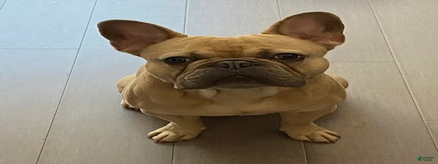 Zeke