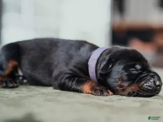 Doberman Pinscher dogs Titan Bones Shadow Nyx - Ad 2