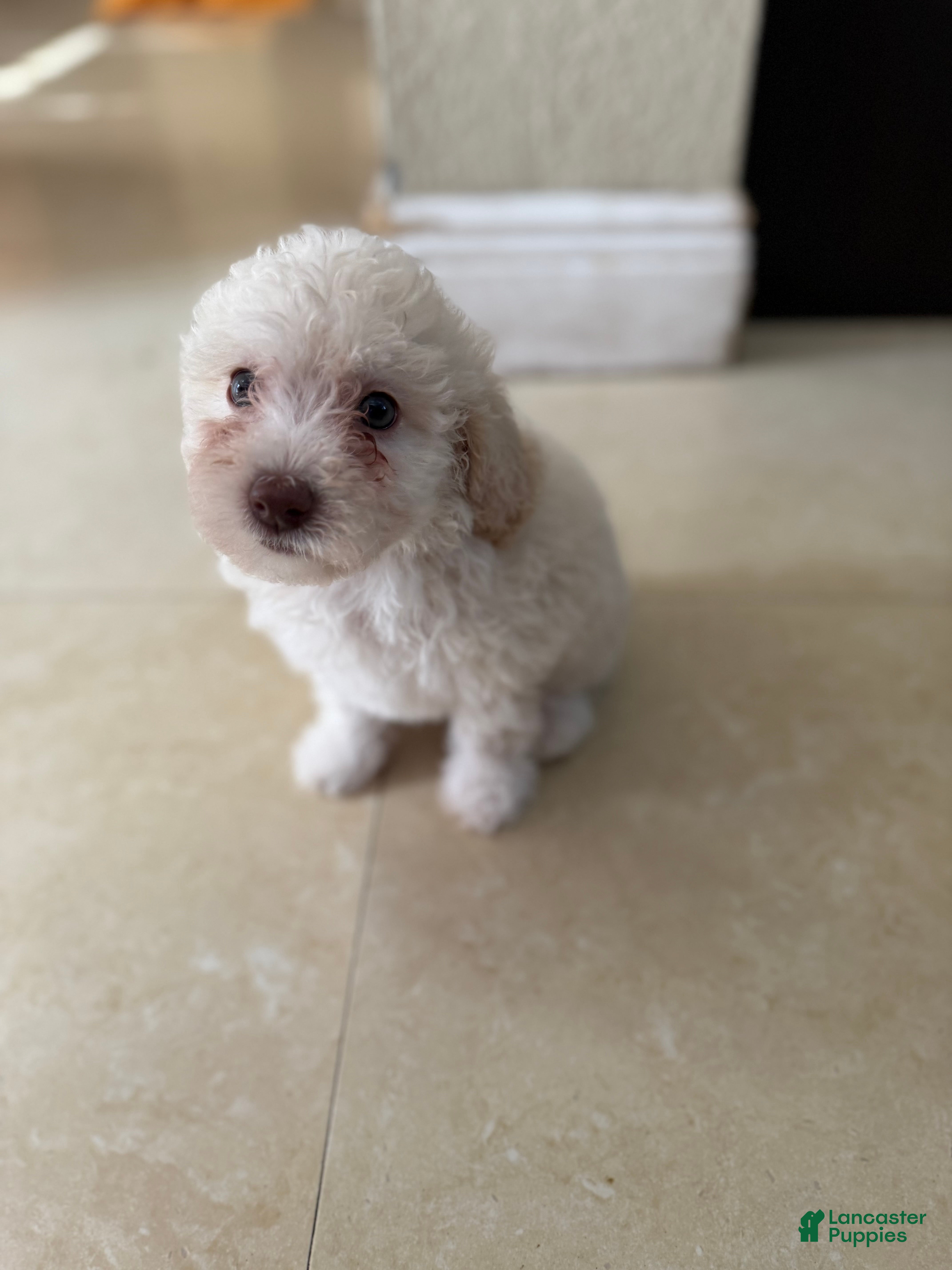 Miniature Poodle dogs Coco - Ad 37
