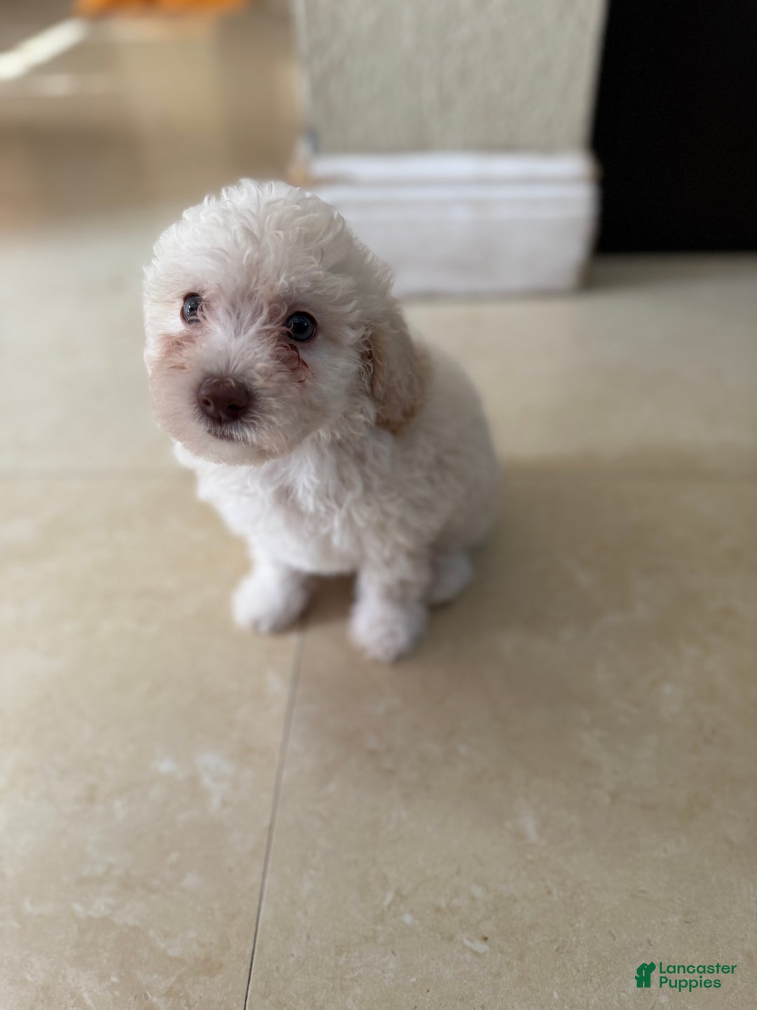 Miniature Poodle dogs for sale: Coco - Ad 1