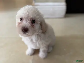 Miniature Poodle dogs Coco - Ad 2