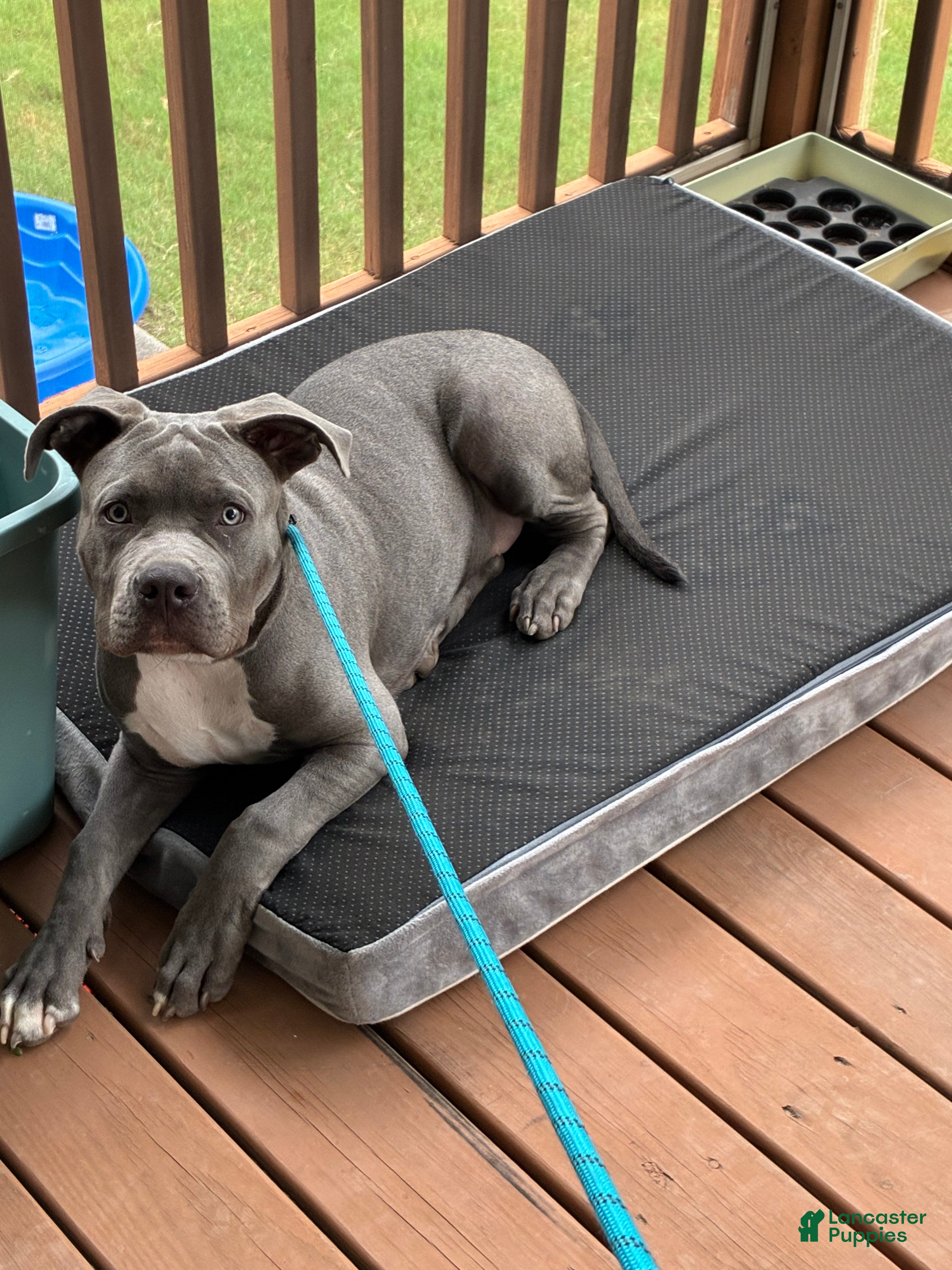 American Bully dogs for sale: Milo - Ad 2