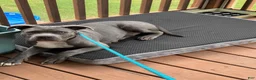 American Bully dogs for sale: Milo - Ad 2
