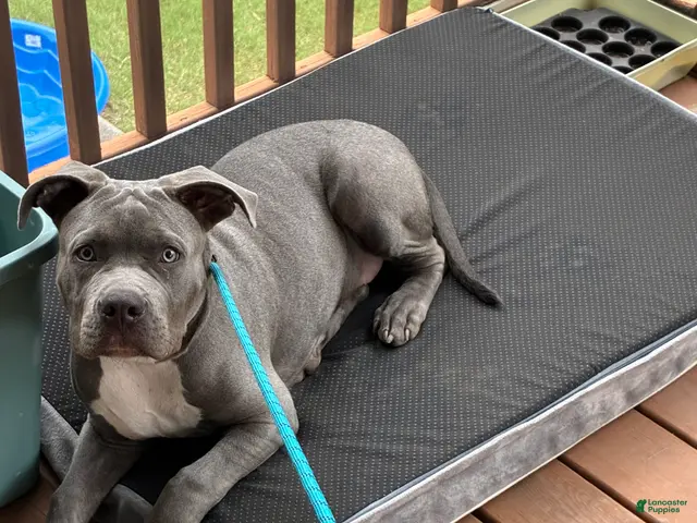 American Bully dogs for sale: Milo - Ad 2