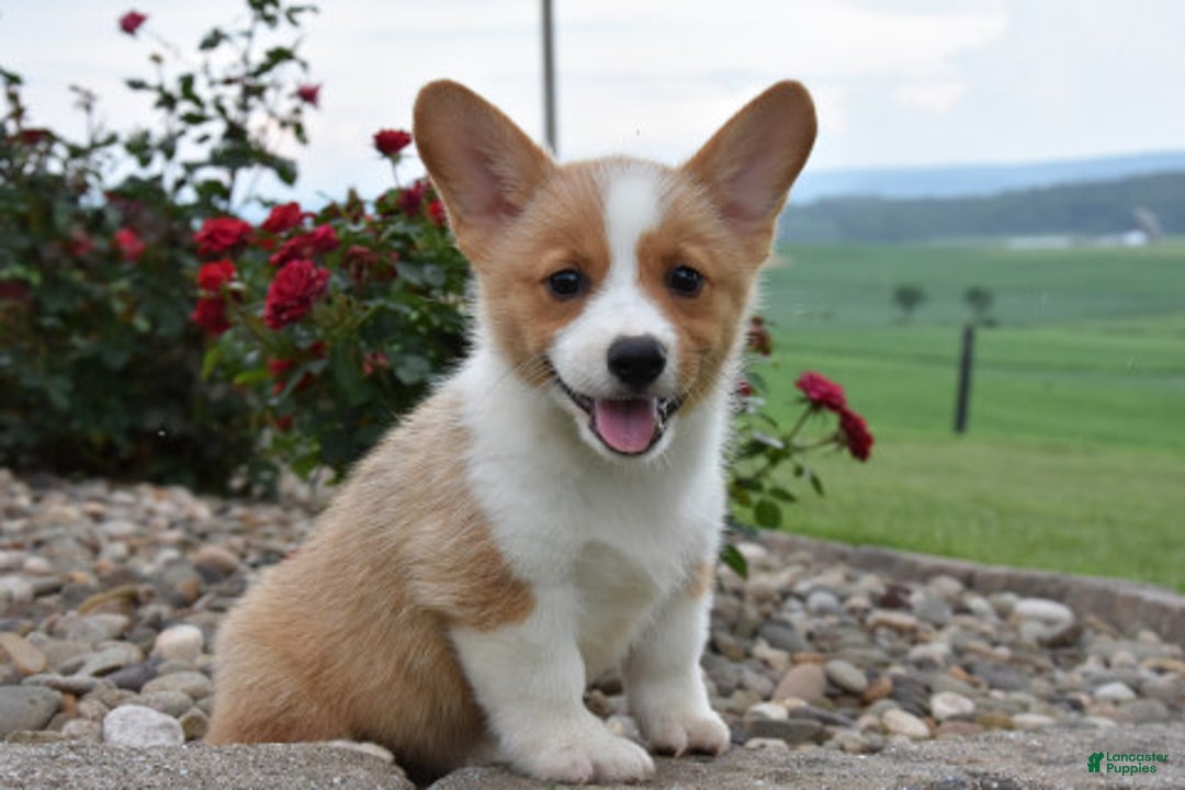 Welsh Corgi Pembroke dogs for sale: Luke - Ad 1