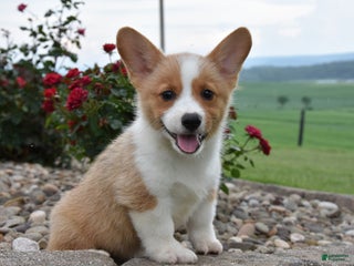 Welsh Corgi Pembroke dogs Luke - Ad 22