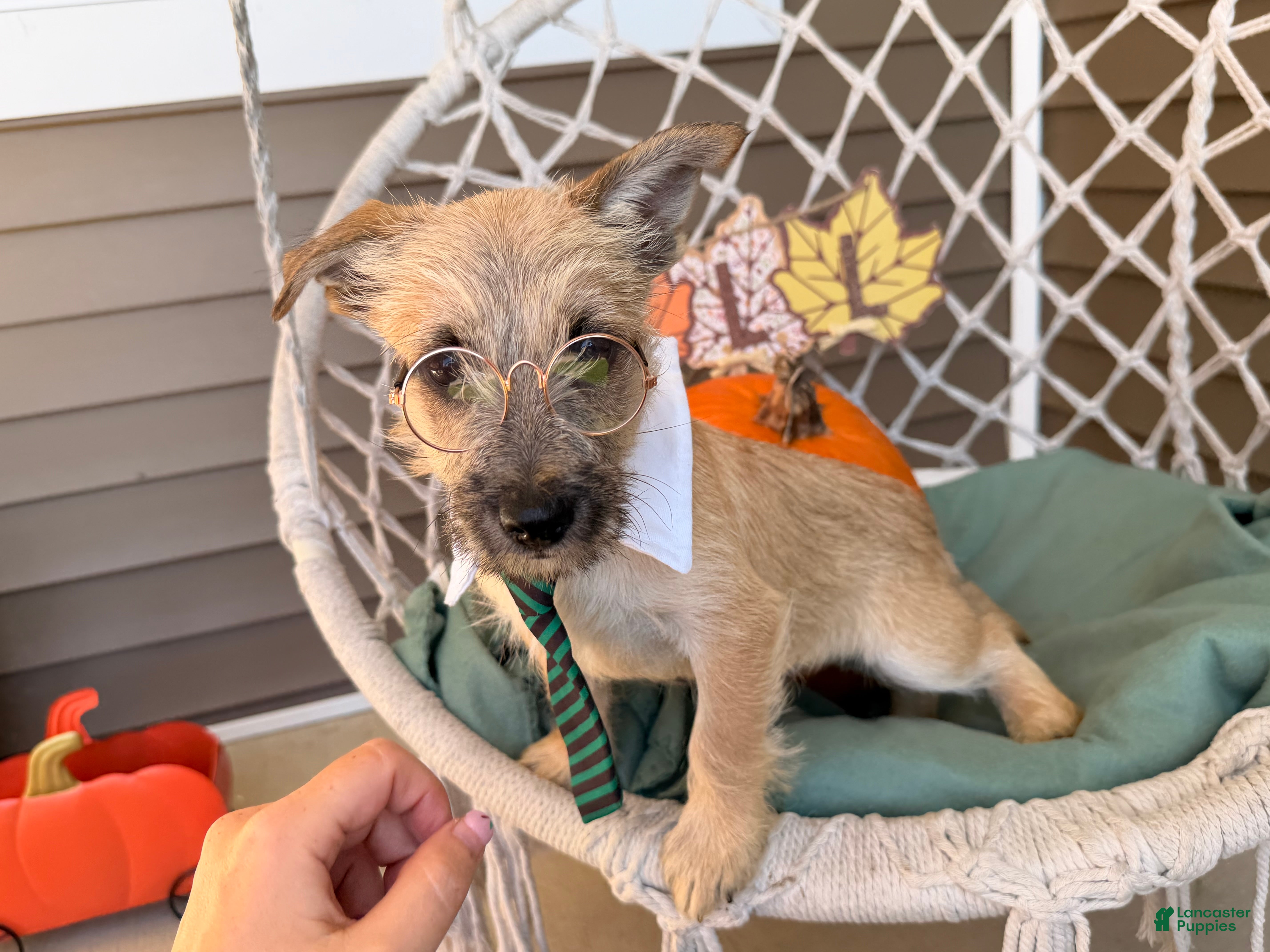 Cairn Terrier dogs Joe - Ad 2