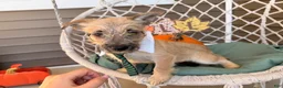 Cairn Terrier dogs for sale: Joe - Ad 2