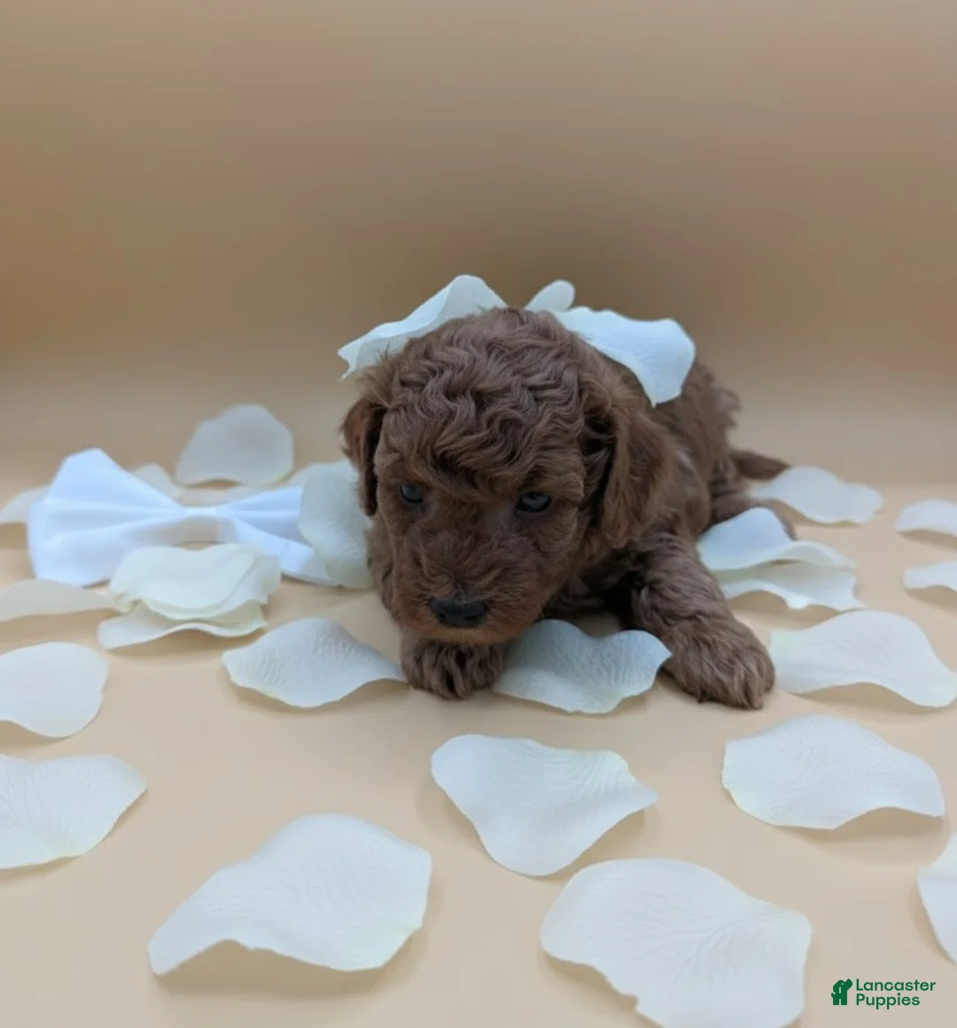 Toy Poodle dogs for sale: Olivia 🤍 - Ad 11