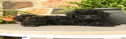 Miniature Poodle dogs for sale: Sven - Ad 3