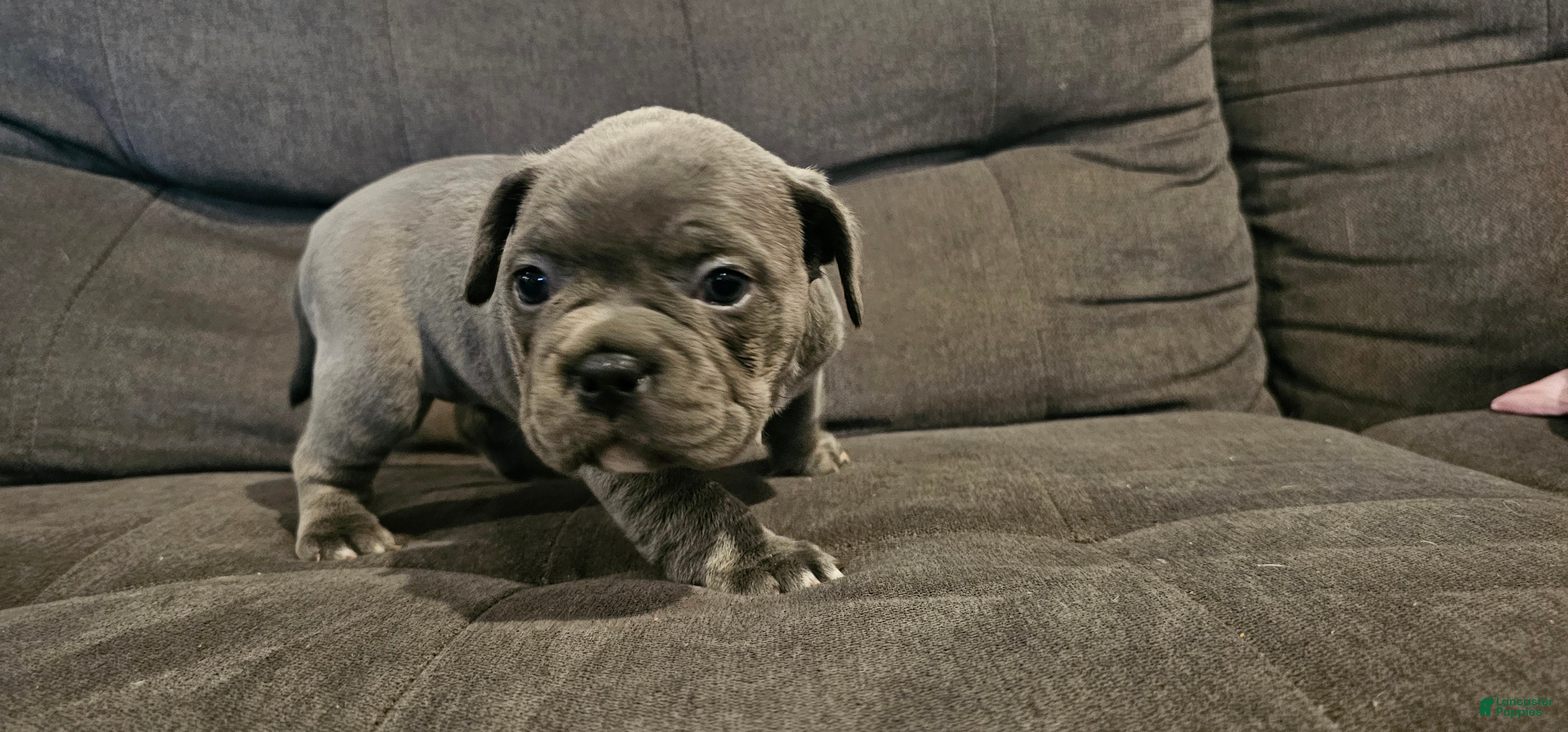 Mixed Breed dogs Mixed Breed Puppy 5 - Ad 1