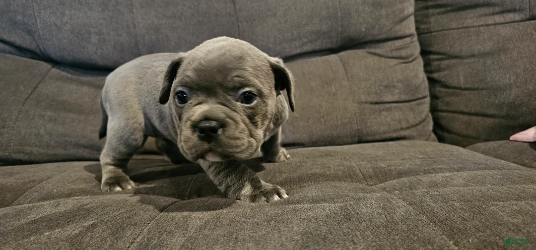 Mixed Breed dogs for sale: Mixed Breed Puppy 5 - Ad 1