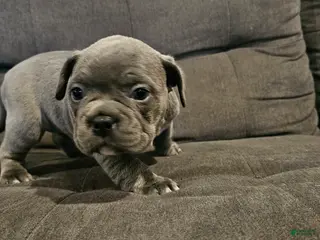 Mixed Breed dogs for sale: Mixed Breed Puppy 5 - Ad 4