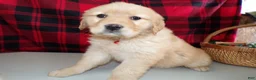 Golden Retriever dogs for sale: Golden Retriever Puppy 1 Ryanna - Ad 1