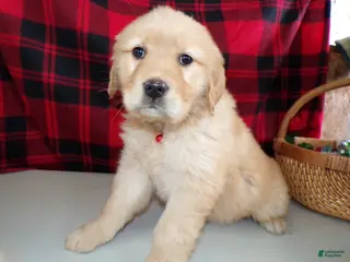 Golden Retriever dogs Golden Retriever Puppy 1 Ryanna - Ad 28