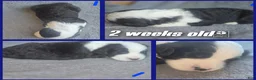 Sheepadoodle dogs for sale: Hosta- blue collar  - Ad 4