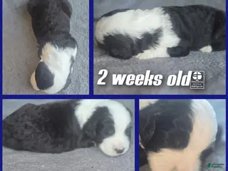 Sheepadoodle dogs Hosta- blue collar - Ad 9