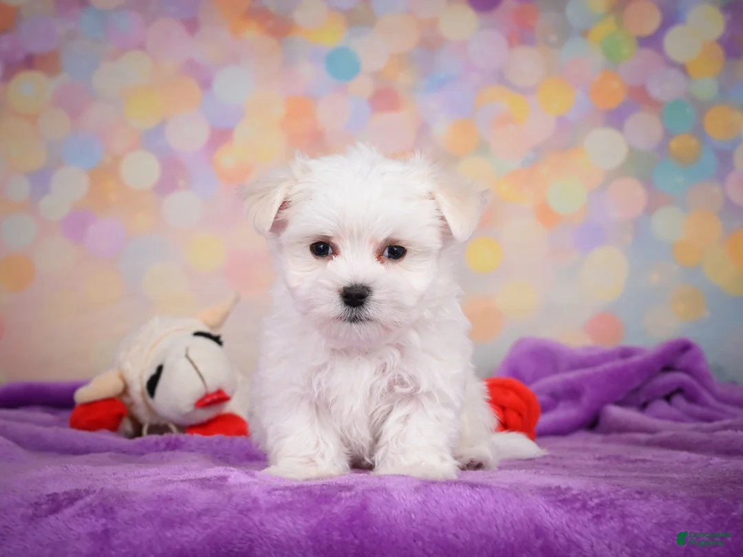 Maltese dogs for sale: Wiston - Ad 9