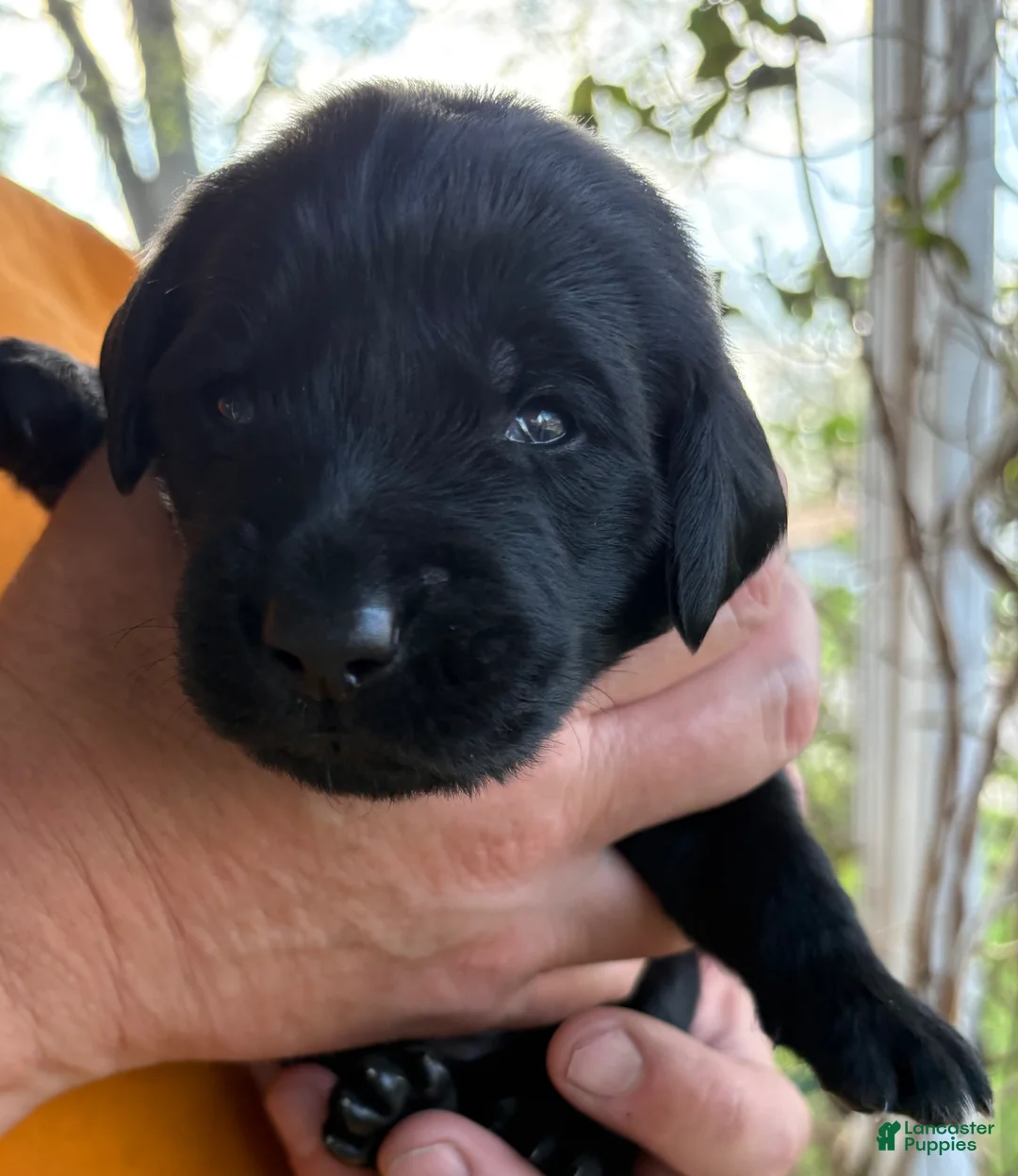 Mixed Breed dogs for sale: Golden Labradoodle Puppy 4 - Ad 2