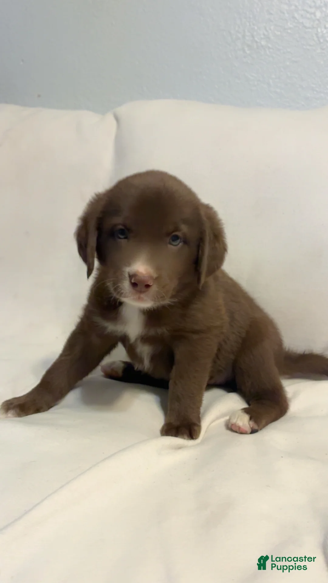 Mixed Breed dogs for sale: Mixed Breed 6 - Ad 3