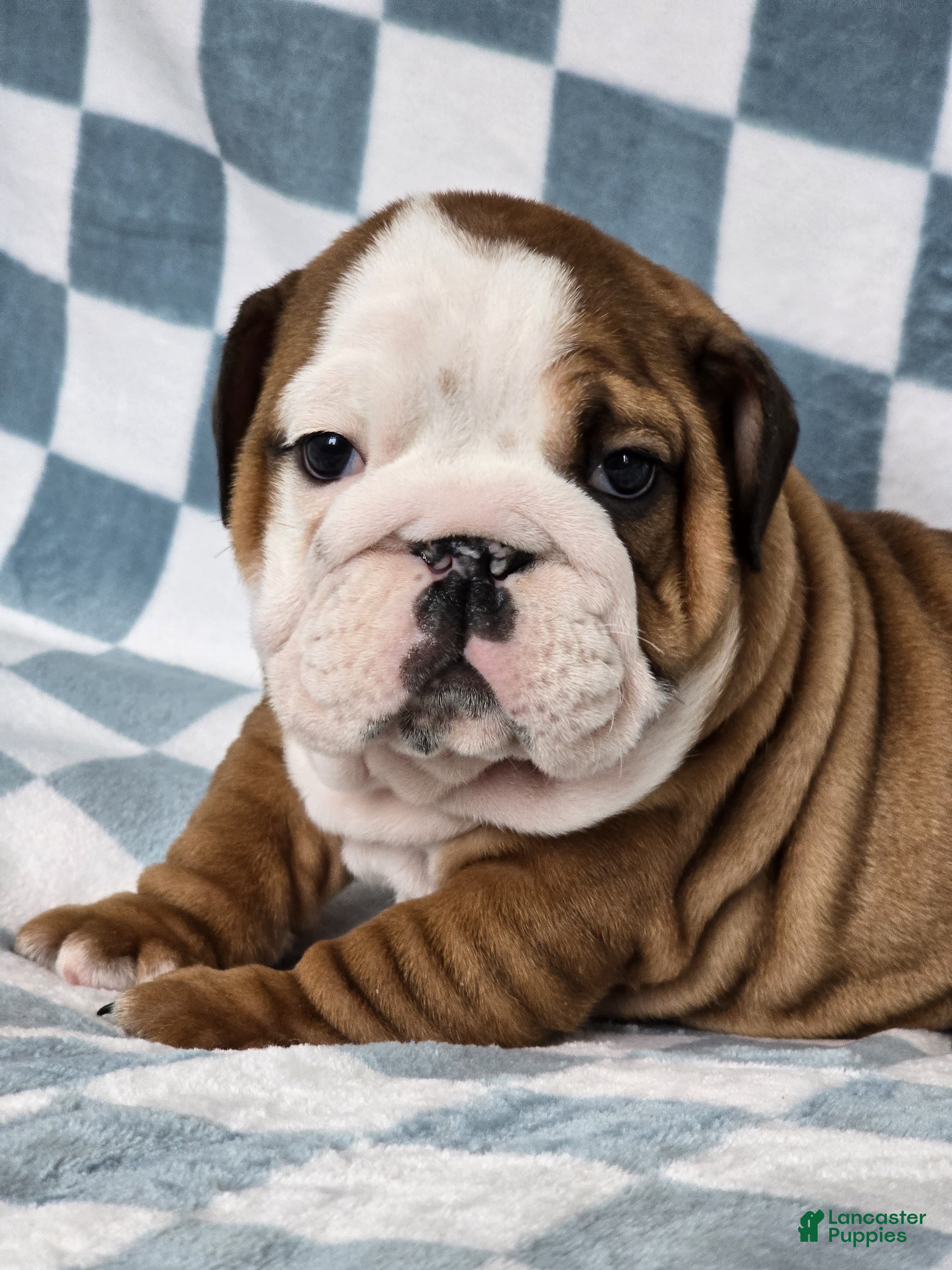 English Bulldog dogs Rex - Ad 2