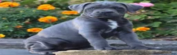Cane Corso dogs for sale: Cane Corso 1 - Ad 1