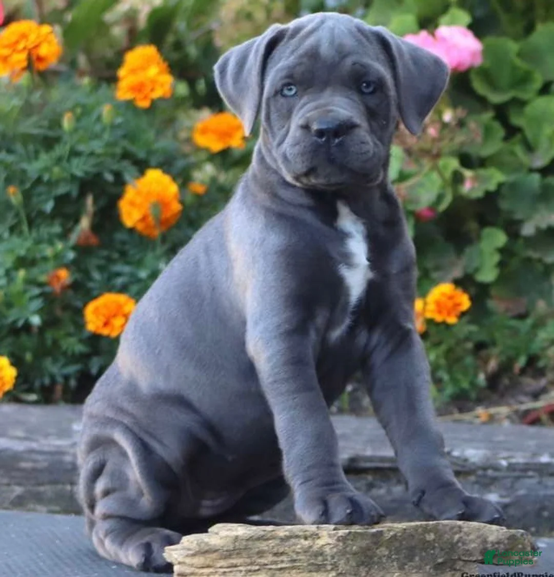 Cane Corso dogs for sale: Cane Corso 1 - Ad 1