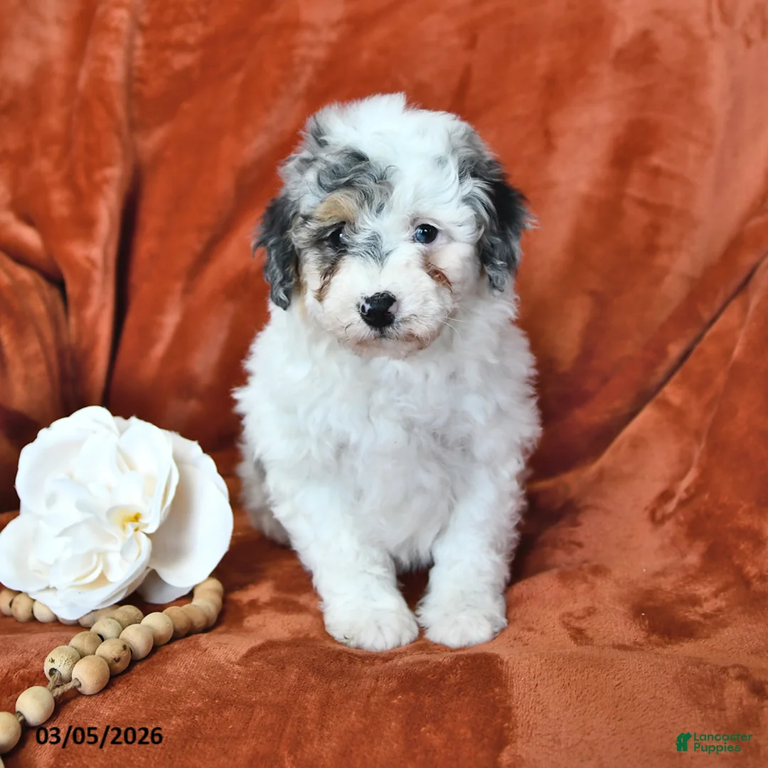 Mini Aussiedoodle dogs for sale: Stella - Ad 2