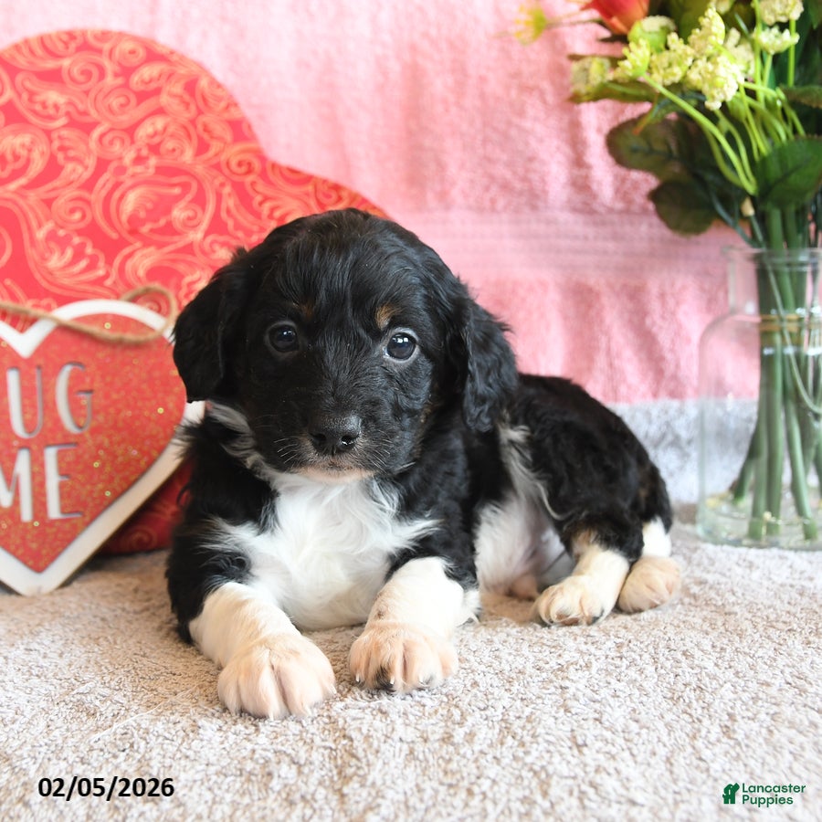 Mixed Breed dogs Cuddles - Ad 2