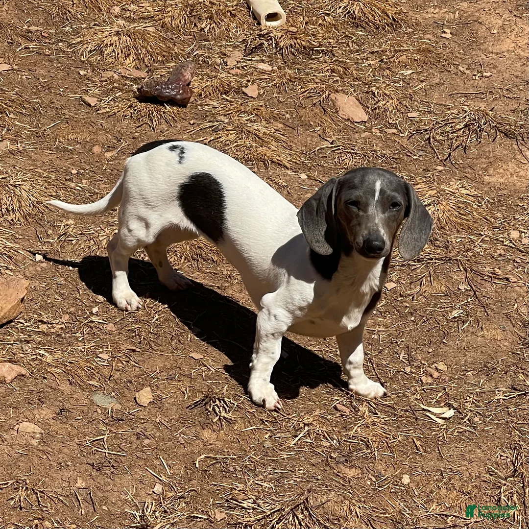 Dachshund dogs for sale: Nori - Ad 2