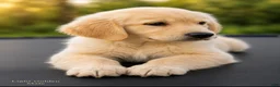 Golden Retriever dogs for sale: Golden Retriever 2 - Ad 3