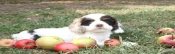 Cocker Spaniel dogs for sale: Candy - Ad 3