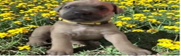 Cane Corso dogs for sale: Cane Corso yellow - Ad 2