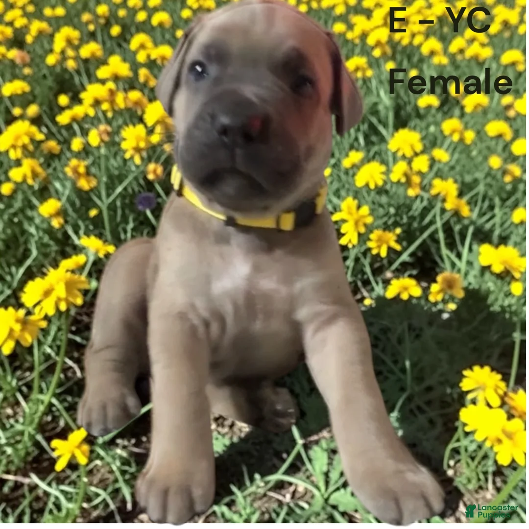 Cane Corso dogs for sale: Cane Corso yellow - Ad 2