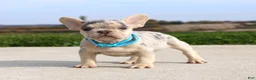 French Bulldog dogs for sale: Rocco - Ad 3