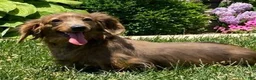 Miniature Dachshund dogs for sale: Peanut - Ad 7