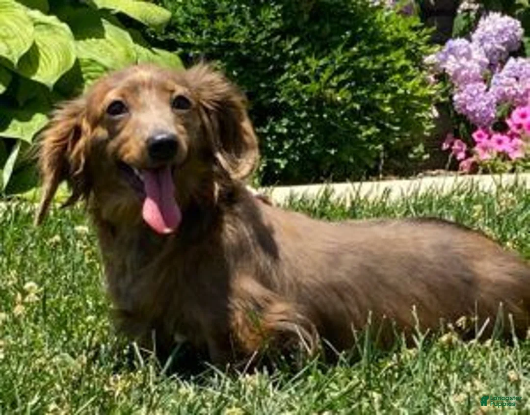 Miniature Dachshund dogs for sale: Peanut - Ad 7