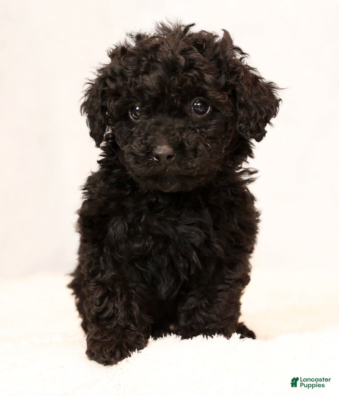 Miniature Poodle dogs for sale: Freya - Ad 7