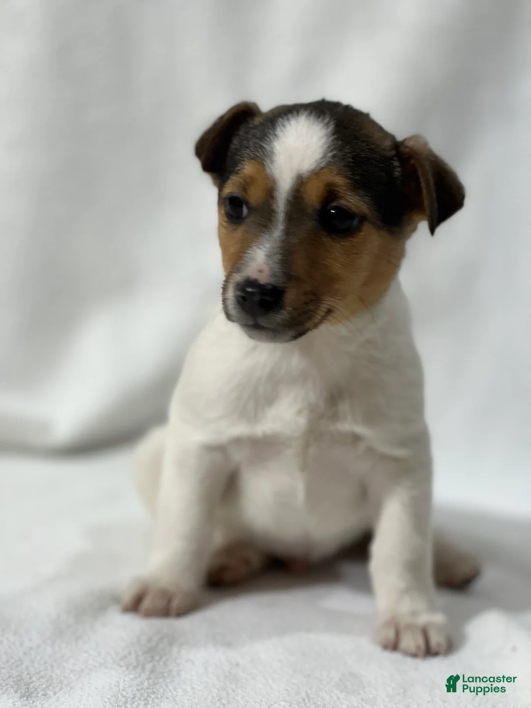 Jack Russell Terrier dogs for sale: Bryan - Ad 2