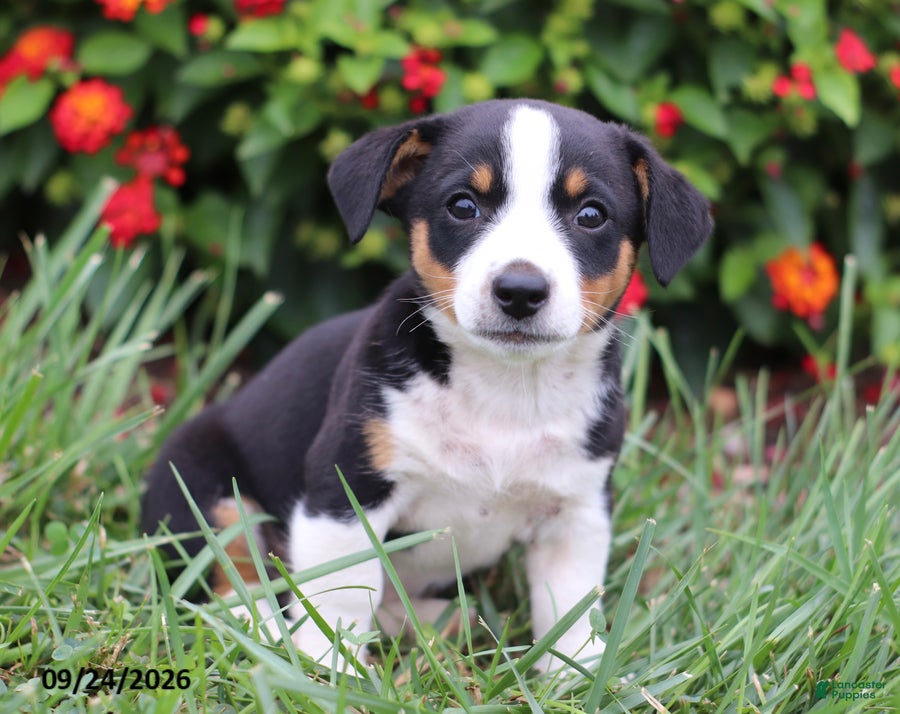 Mixed Breed dogs for sale: Otto - Ad 3